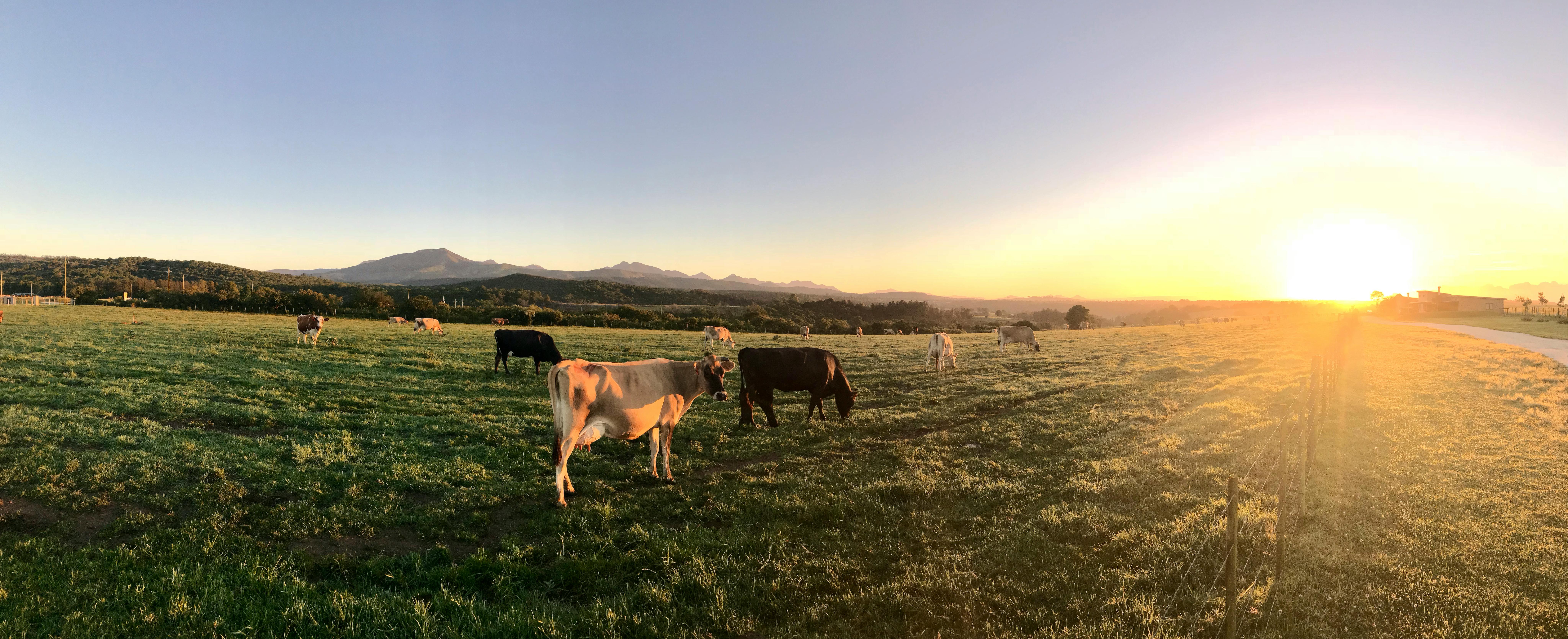 Photo by Steyn Viljoen: https://www.pexels.com/photo/photography-of-cows-during-sunset-787647/
